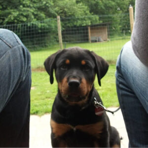 Familienmitglied Hund - Immer dabei