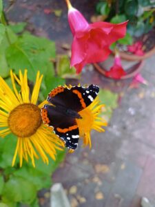 ferienhof ohlenbusch worpswede grundstueck blumen 001