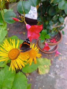 ferienhof ohlenbusch worpswede grundstueck blumen 002