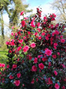 ferienhof ohlenbusch worpswede grundstueck blumen 003