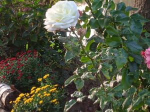ferienhof ohlenbusch worpswede grundstueck blumen 004