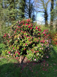 ferienhof ohlenbusch worpswede grundstueck blumen 005