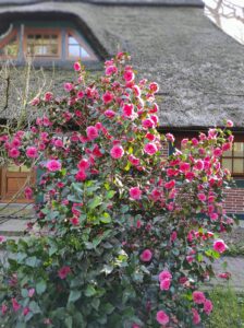 ferienhof ohlenbusch worpswede grundstueck blumen 006