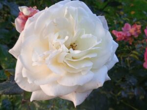 ferienhof ohlenbusch worpswede grundstueck blumen 007