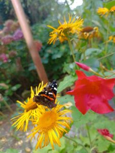 ferienhof ohlenbusch worpswede grundstueck blumen 008