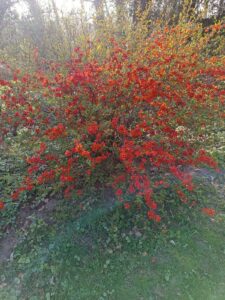 ferienhof ohlenbusch worpswede grundstueck blumen 009