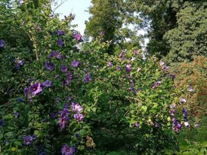 ferienhof ohlenbusch worpswede grundstueck blumen 010