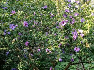ferienhof ohlenbusch worpswede grundstueck blumen 011