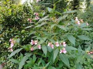 ferienhof ohlenbusch worpswede grundstueck blumen 012