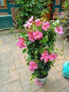 ferienhof ohlenbusch worpswede grundstueck blumen 013