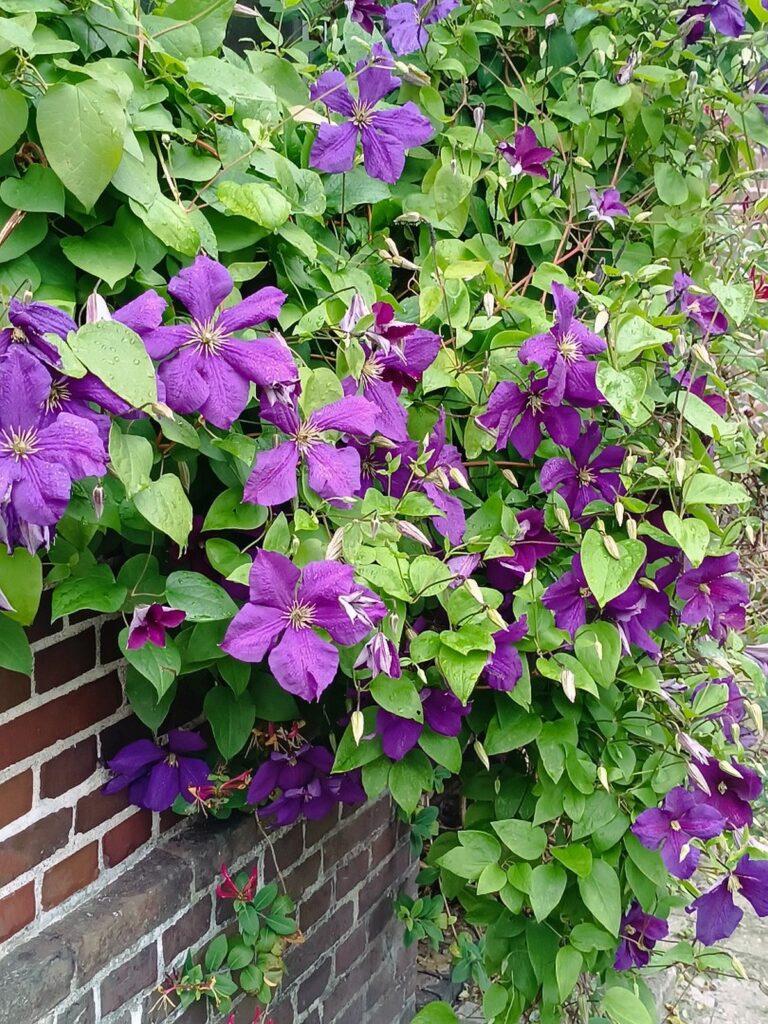 ferienhof ohlenbusch worpswede grundstueck blumen 014