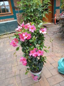 ferienhof ohlenbusch worpswede grundstueck blumen 015
