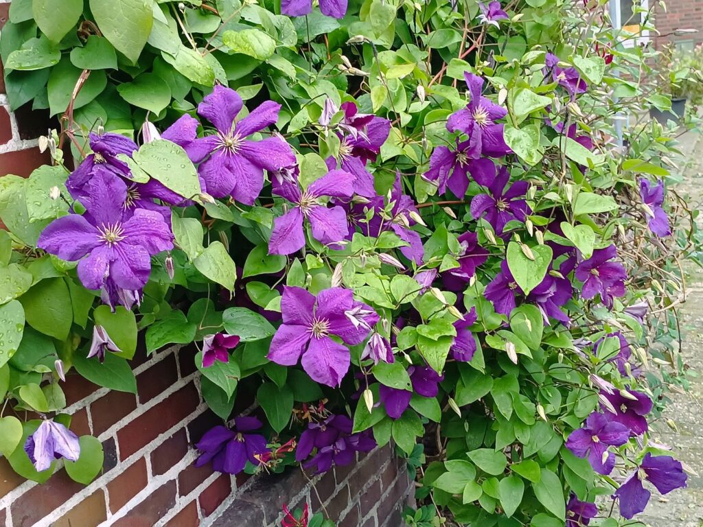 ferienhof ohlenbusch worpswede grundstueck blumen 016