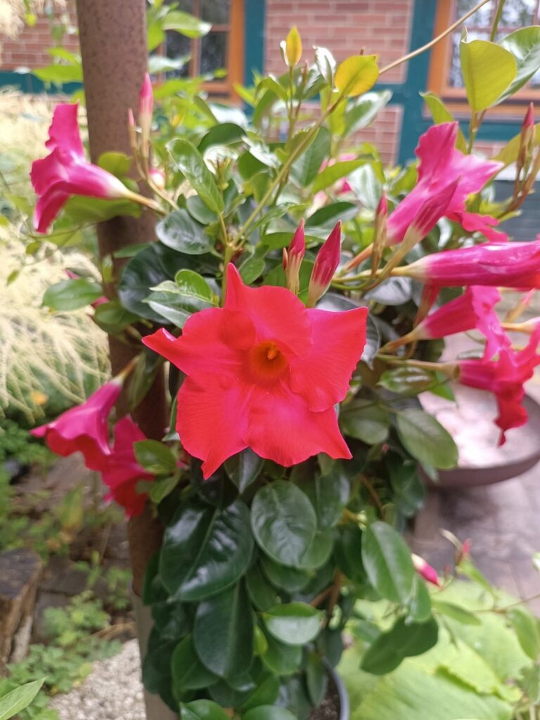 ferienhof ohlenbusch worpswede grundstueck blumen 018