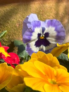 ferienhof ohlenbusch worpswede grundstueck blumen 020