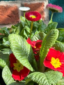 ferienhof ohlenbusch worpswede grundstueck blumen 021