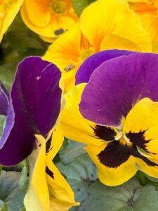 ferienhof ohlenbusch worpswede grundstueck blumen 022