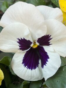 ferienhof ohlenbusch worpswede grundstueck blumen 023