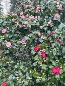 ferienhof ohlenbusch worpswede grundstueck blumen 024