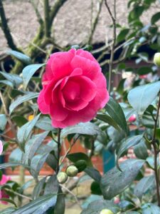 ferienhof ohlenbusch worpswede grundstueck blumen 025