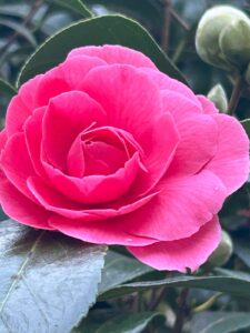 ferienhof ohlenbusch worpswede grundstueck blumen 026