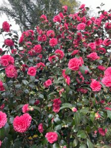 ferienhof ohlenbusch worpswede grundstueck blumen 029