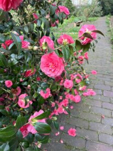 ferienhof ohlenbusch worpswede grundstueck blumen 030