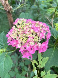 ferienhof ohlenbusch worpswede grundstueck blumen 031