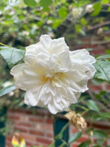 ferienhof ohlenbusch worpswede grundstueck blumen 032