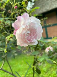 ferienhof ohlenbusch worpswede grundstueck blumen 033