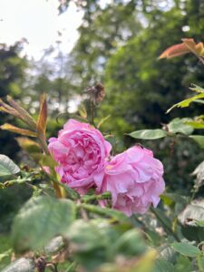 ferienhof ohlenbusch worpswede grundstueck blumen 034