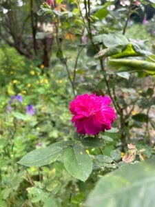 ferienhof ohlenbusch worpswede grundstueck blumen 035