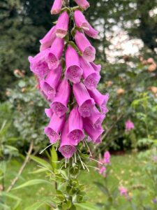 ferienhof ohlenbusch worpswede grundstueck blumen 036