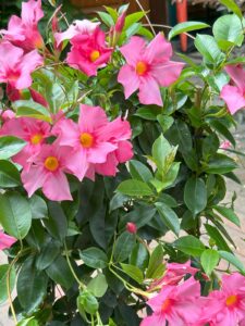 ferienhof ohlenbusch worpswede grundstueck blumen 037