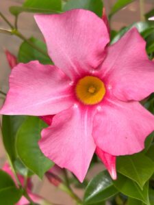 ferienhof ohlenbusch worpswede grundstueck blumen 038