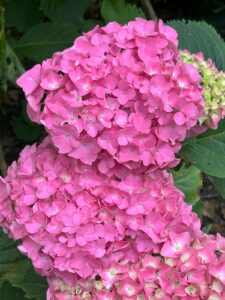 ferienhof ohlenbusch worpswede grundstueck blumen 044