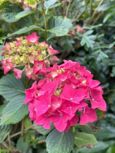 ferienhof ohlenbusch worpswede grundstueck blumen 047