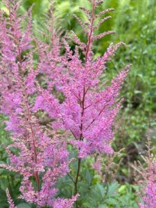 ferienhof ohlenbusch worpswede grundstueck blumen 048