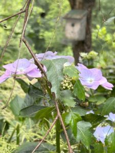 ferienhof ohlenbusch worpswede grundstueck blumen 049