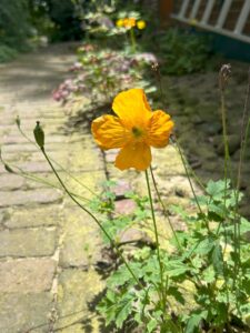 ferienhof ohlenbusch worpswede grundstueck blumen 051