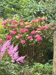 ferienhof ohlenbusch worpswede grundstueck blumen 052