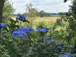 ferienhof ohlenbusch worpswede grundstueck blumen 054