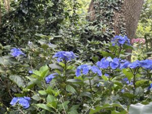 ferienhof ohlenbusch worpswede grundstueck blumen 055