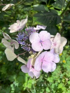 ferienhof ohlenbusch worpswede grundstueck blumen 058