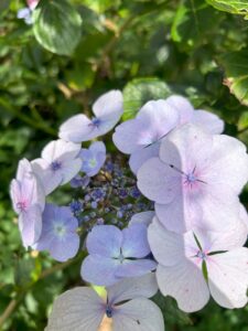 ferienhof ohlenbusch worpswede grundstueck blumen 059