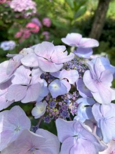 ferienhof ohlenbusch worpswede grundstueck blumen 060
