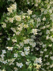 ferienhof ohlenbusch worpswede grundstueck blumen 061