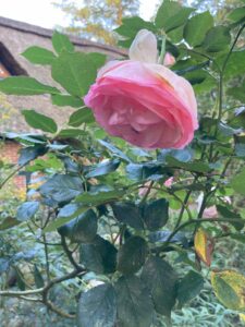 ferienhof ohlenbusch worpswede grundstueck blumen 062