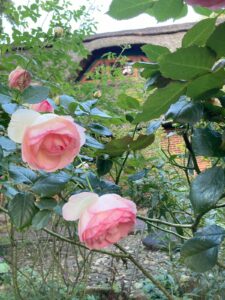 ferienhof ohlenbusch worpswede grundstueck blumen 063