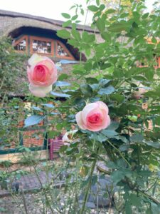 ferienhof ohlenbusch worpswede grundstueck blumen 064